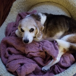 Shana McCullough-Downing